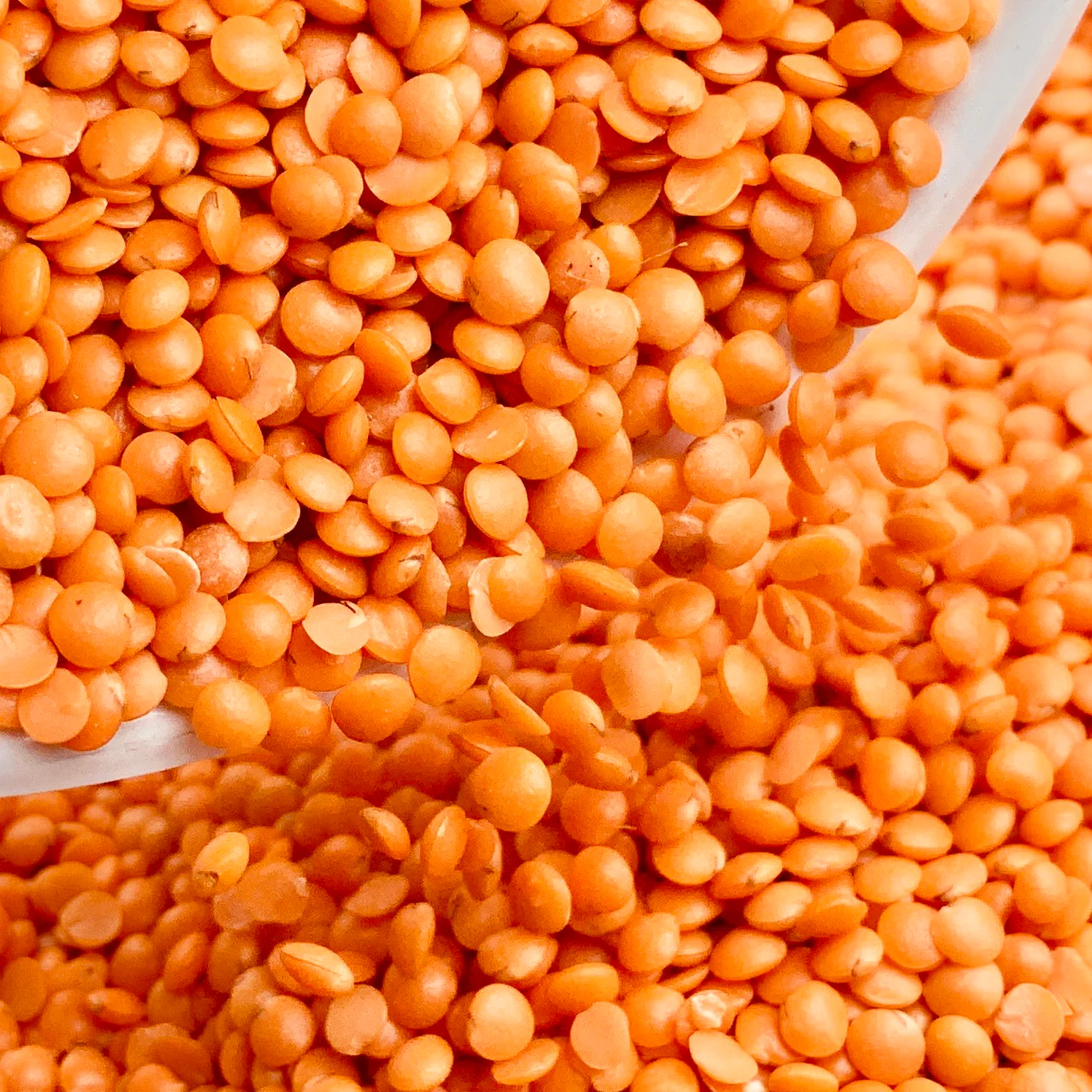 Dal (lentils)